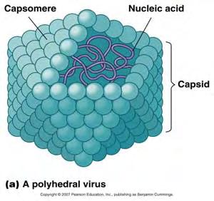 Helical Viruses capsomeres in capsid