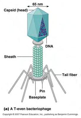 Enveloped Viruses capsid is enclosed