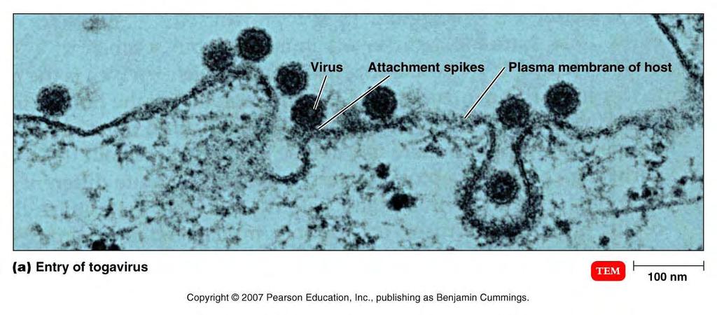 Step 2 Penetration Method of getting viral DNA or RNA into the host cell depends on the type of virus & host cell: bacteriophages