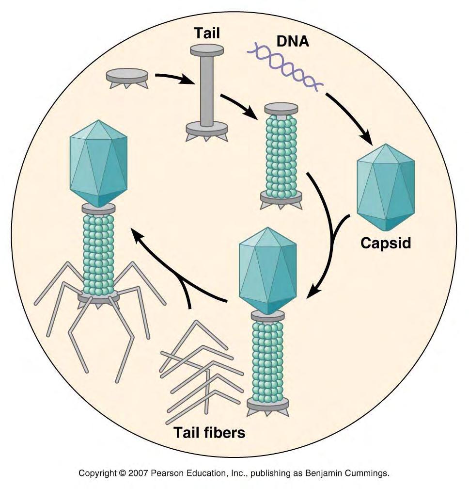 Step 4 Maturation Maturation refers to the self-assembly of viral proteins and genetic material (DNA or RNA) into intact viral particles: capsid &