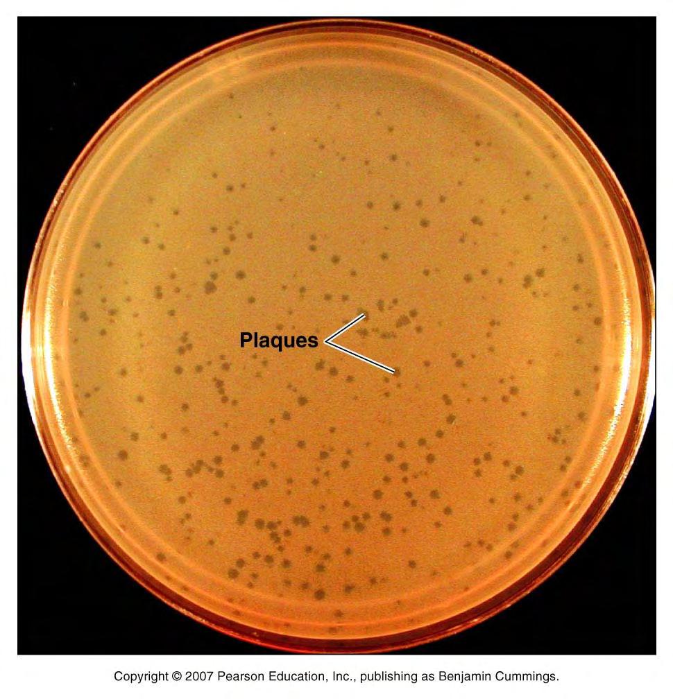 Growing & Counting Phages Phages can be grown by simply incubating them with host bacteria.