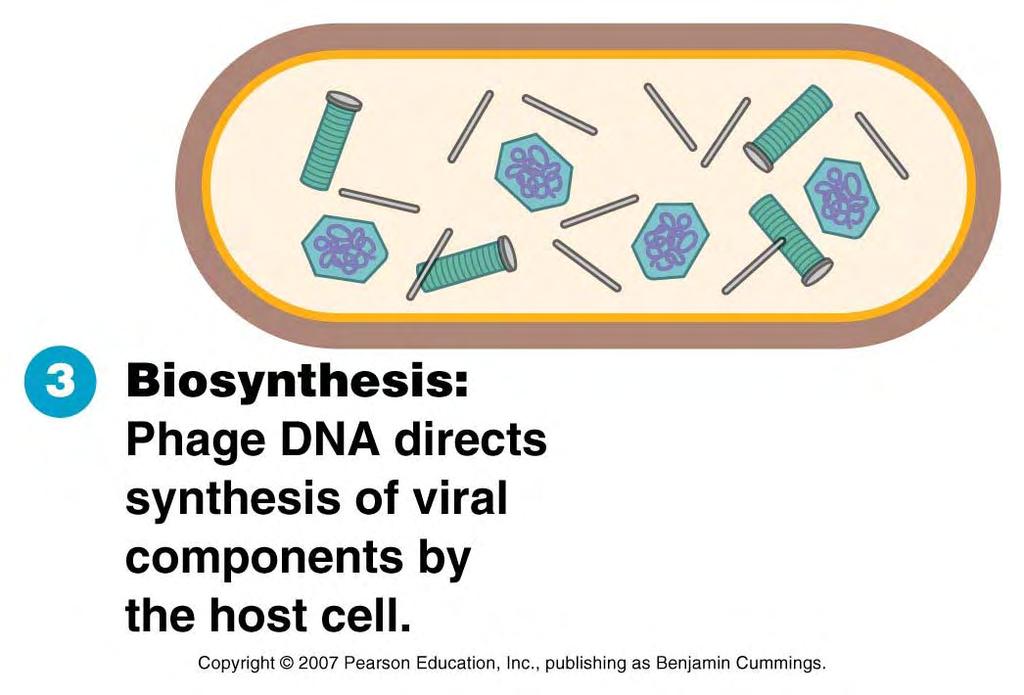 Biosynthesis Phage early genes are expressed produces phage proteins necessary to copy the DNA, express late genes,