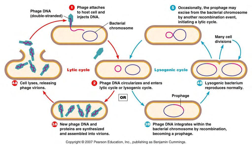 Lytic vs Lysogenic Cycle λ phages inject linear DNA which