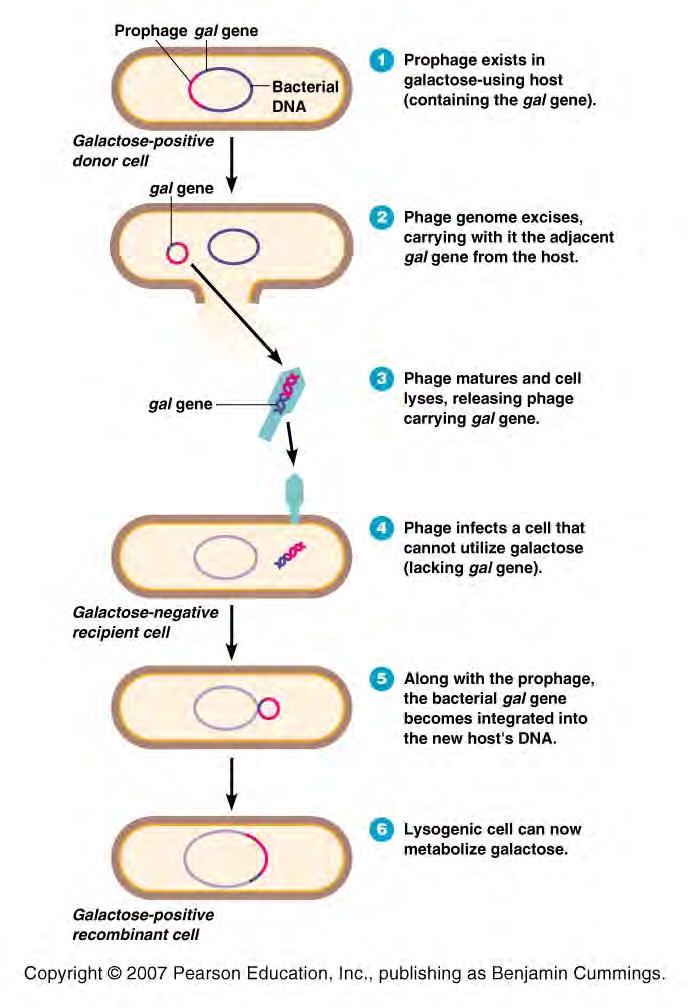 Specialized Transduction Excision of a prophage from host DNA can be imprecise and take a piece of host DNA along with the phage DNA results in
