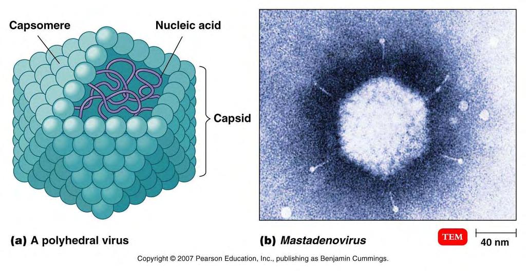 vary in shape, size among viruses The Viral Capsid Capsids are