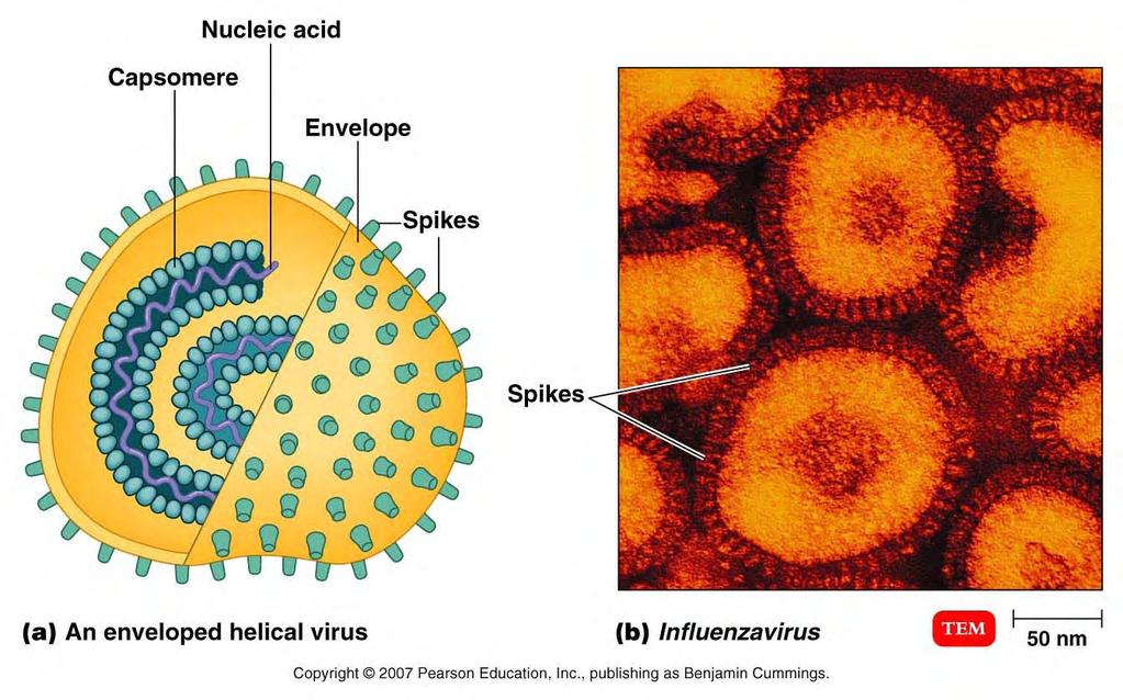 The Viral Envelope The capsid of some viruses is surrounded by