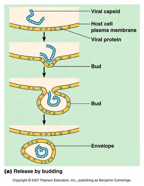 glycoproteins called spikes : membrane comes from host cell,