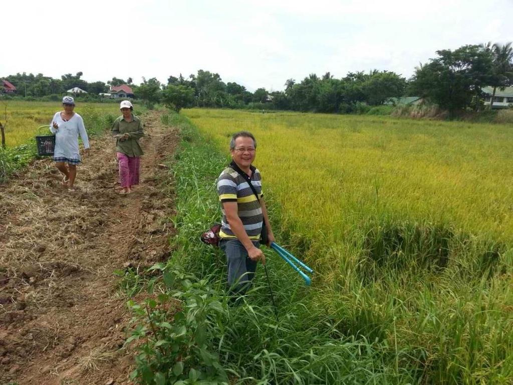 Developing Crop Cutting Survey in the Philippines Input: Two International
