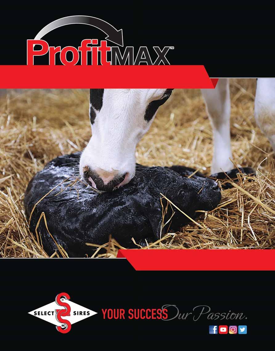 GENETIC STRATEGIES TO MAXIMIZE PROFIT Beef Sires for Dairy Crossbreeding Phone: