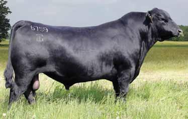 ProfitMAX ANGUS Sires 7AN341 G A R INGENUITY $20 EPD 7 1.
