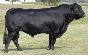 feeder calf that is appealing to cattle feeders and packing plants.