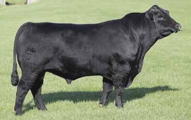 29 % Rank 10 4 25 10 15 15 Whether used on Holstein or Jersey cows, Breeding to Feeding sires provide the best in complimentary crossbreeding to correct dairy