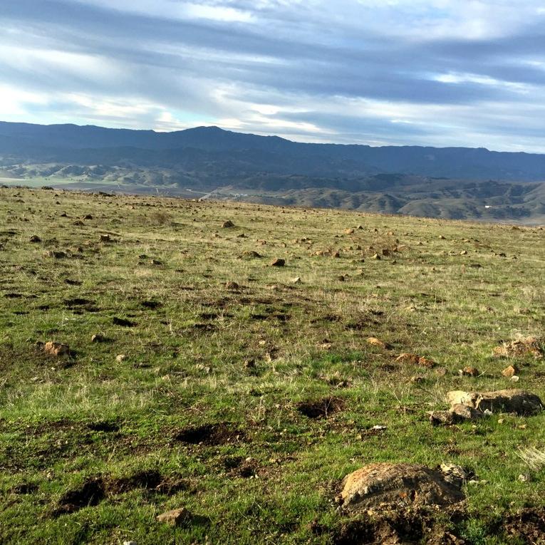 Protected Habitats and Species: Santa Clara Valley Most species are associated with serpentine grasslands, wetlands and ponds.