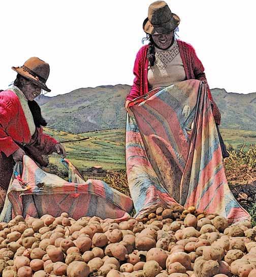Sustainable potato production GUIDELINES FOR DEVELOPING COUNTRIES During the International