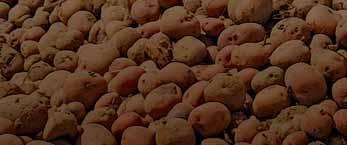 and institutional factors that currently constrain increased potato production and