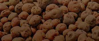 It presents Good Agriculture Practices relevant to potato production, and indicators and