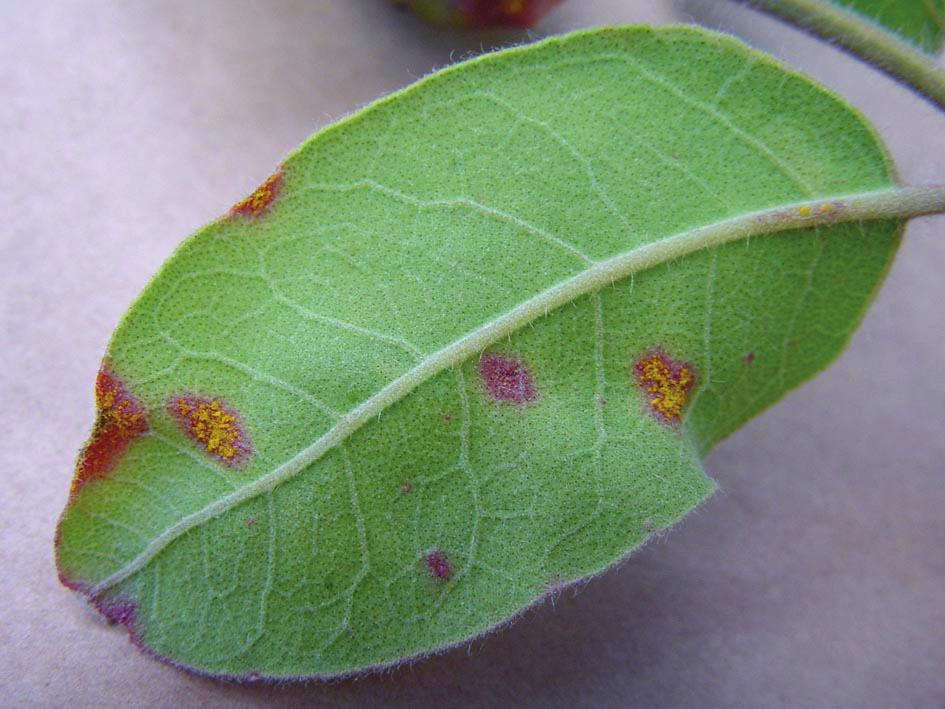turpentine (Syncarpia glomulifera) Photo courtesy NSW I&I Older lesions of