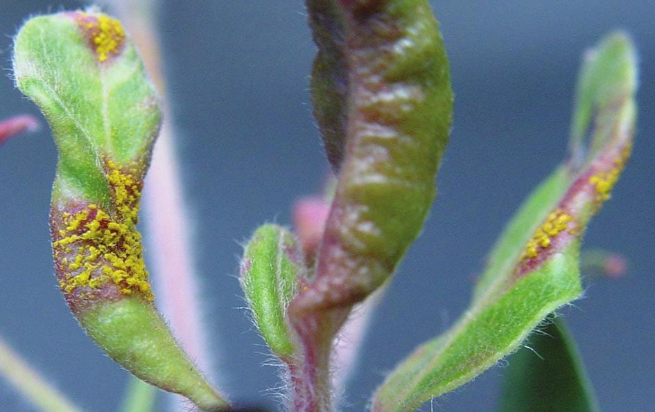 formed bright yellow pustules of myrtle rust on turpentine (Syncarpia