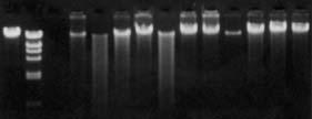 No RNA contamination No DNA degradation 1 kbp and 100 bp