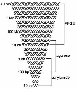 Agarose Gel Electrophoresis uman Whole Blood DNA Lambda DNA