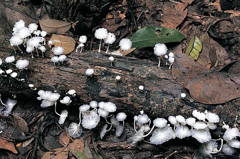 An ecosystem s main decomposers are fungi and prokaryotes, which secrete enzymes that