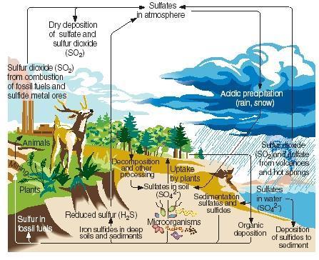 The sulfur cycle Acidic precipitation