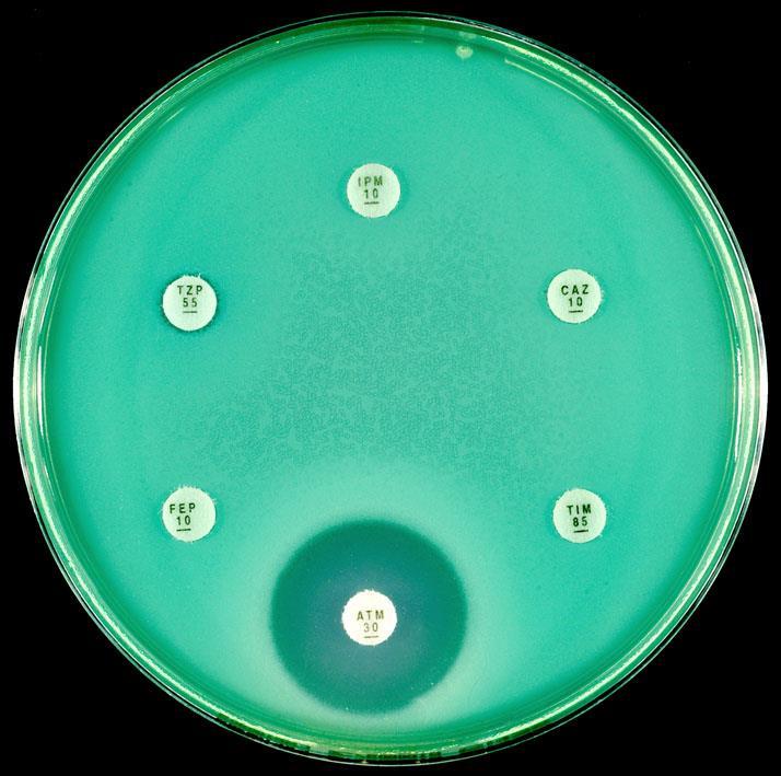 Pseudomonas aeruginosa (pigmented on Sensitest agar) No zone around imipenem (IPM 10) ceftazidime (CAZ 10),