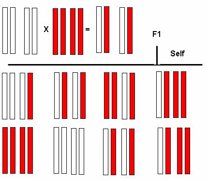 Repeated self-pollination (inbreeding) drives populations toward homozygosity. With each generation of self-pollination, 50% of heterozygosity is lost. Alleles are fixed in the homozygous condition.