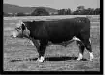 Page 5 "Combining Rocket's curve bending growth with the exceptional carcase of Fellis" SIRE PROFILE: C26 WIRRUNA CALLAN C26 Top of the drop Rocket son - One of the highest $Index bulls Homozygous