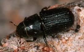 current forest practices has allowed the beetle to thrive in