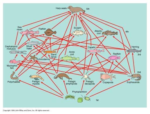a. Food Chain b. Food Web c. Feeding diagram d. Pyramid of Energy 9.