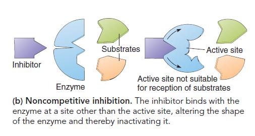 Causes enzyme (active site) to change shape.(conformational change). The substrate bind with the substrate.