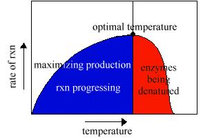 A 7. Describe the effect of substrate based on the graph V max Reaction