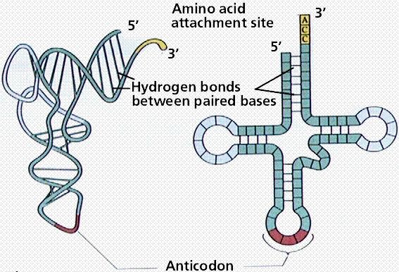 Transfer RNA