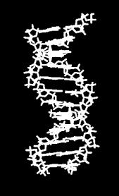 Genetic information is transmitted from one generation to the next through DNA or RNA. 1.