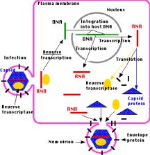 5. Genetic information in retroviruses is a special case and has an alternate flow of