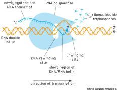 Transcription factor is needed for polymerase to bind to DN