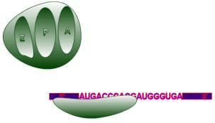 How Genes Code for Amino Acids A. mrna contains the genetic code. B.