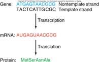 the complementary DNA strand that is used to generate the mrna Nontemplate strand is not used in RNA transcription Copyright The McGraw-Hill Companies, Inc.
