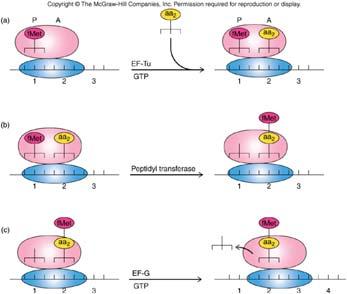 Translation Elongation A Summary of Translation Elongation After initiation, initiating aminoacyl-trna binds to a site on the ribosome, P site Elongation adds amino acids one at a time to the