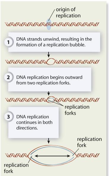 DNA Replication Semi-conservative replication has