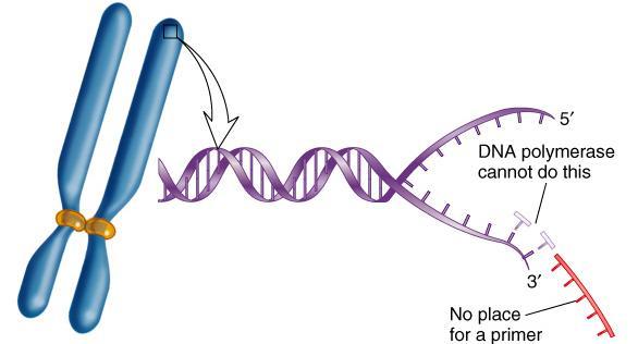 DNA polymerases can only synthesize DNA only in the to direction and cannot initiate DNA synthesis These