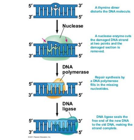 Proofreading and Repairing DNA DNA polymerases proofread newly made DNA, replacing any incorrect nucleotides Mismatch repair: wrong inserted base can be