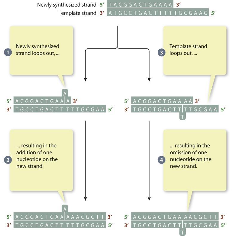 Errors During DNA Replication Strand slippage during DNA replication can cause the addition or