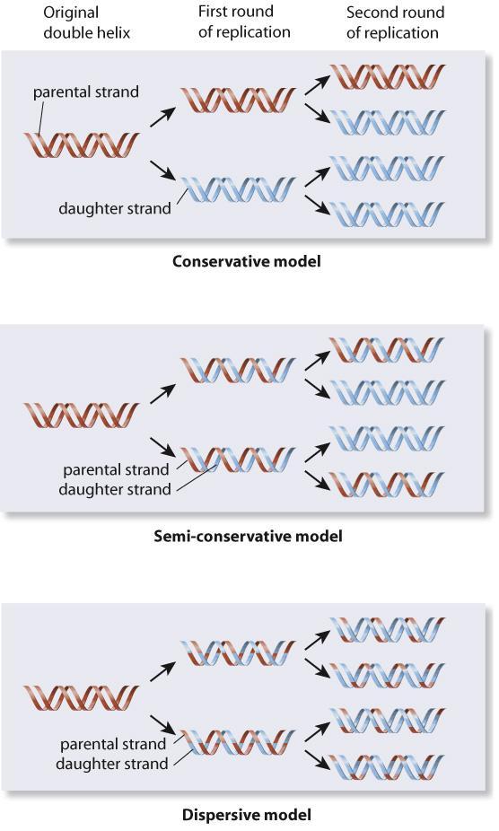 DNA Replication In the mid-1950s, three competing models of DNA replication were proposed: conservative model semi-conservative model dispersive model The conservative model results in one new