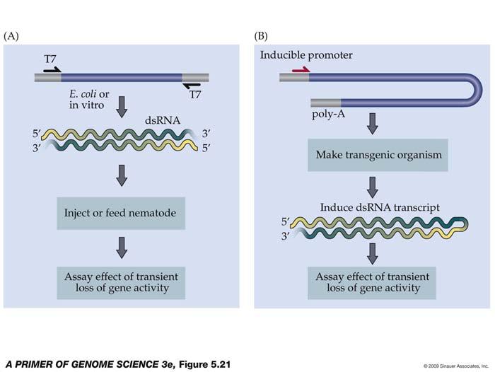 Figure 5.21 - RNA interference (can also use opposite technique of mirna sponges ) Figure 5.