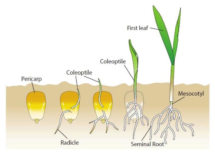 Corn Staging Student Worksheet Name: Group: How does corn go from the vegetative to reproductive stage? From under the ground (germination) to the fi rst stage (VE), as shown in the picture below.