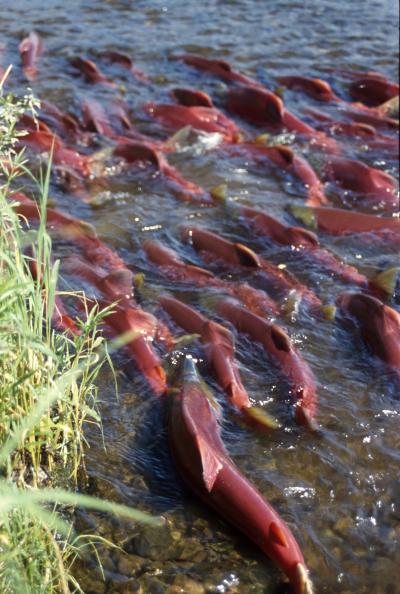 Effect on Salmon Salmon rely on timely, abundant, cold, clean water to spawn effectively. Climate change puts numerous stresses on them including less oxygen and uncomfortable water temperatures.