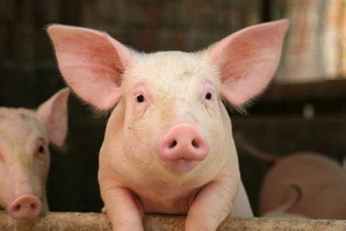 LIVESTOCK PRODUCTION: EXAMPLES OF PROJECTS 24 Project description: the construction of a pig-breeding complex and