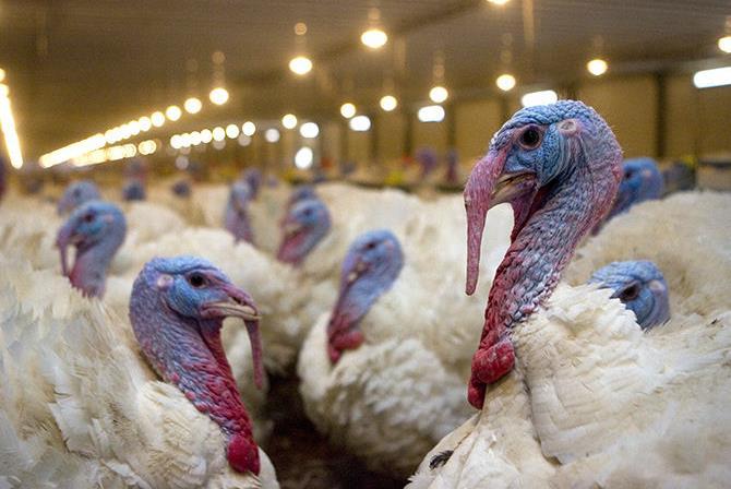 tons per year Market: Russia, China, Japan, Republic of Korea Project description: the creation of a complex with fully-integrated production of turkey meat :